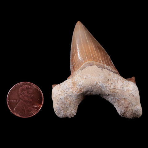 2.1" Otodus Obliquus Shark Fossil Tooth Specimen Oued Zem Morocco COA - Fossil Age Minerals