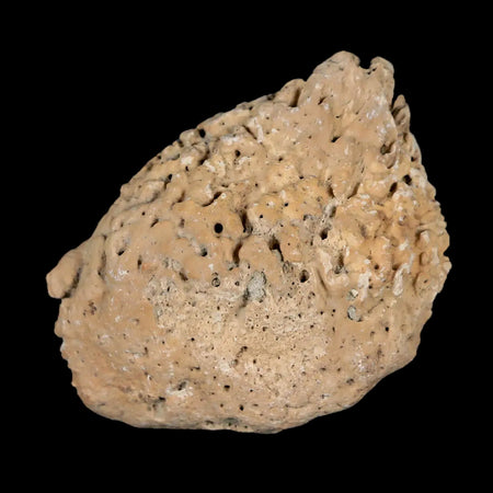 2" Glyptodon Fossil Osteoderm Spike Scute Plate Bony Armor Pleistocene Uruguay COA