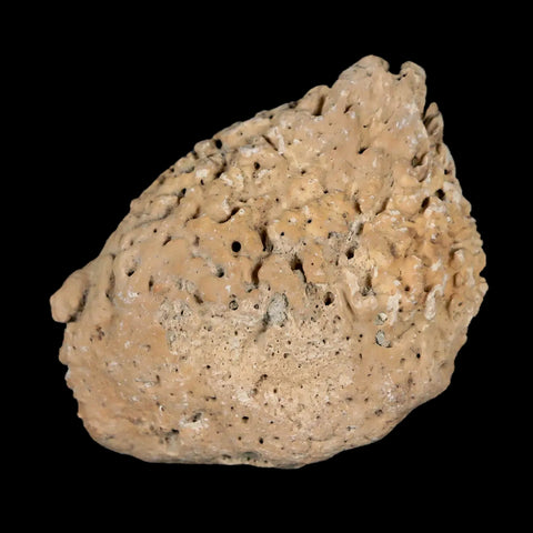 2" Glyptodon Fossil Osteoderm Spike Scute Plate Bony Armor Pleistocene Uruguay COA - Fossil Age Minerals