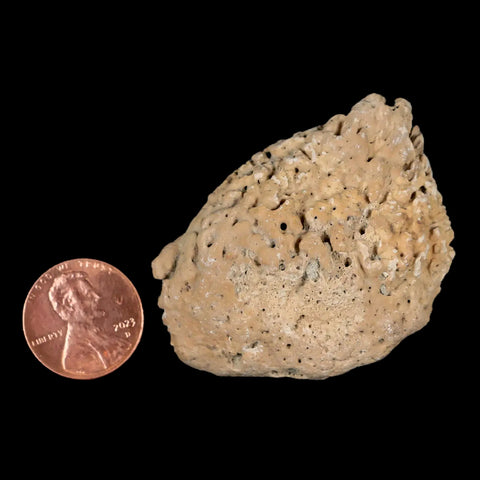 2" Glyptodon Fossil Osteoderm Spike Scute Plate Bony Armor Pleistocene Uruguay COA - Fossil Age Minerals