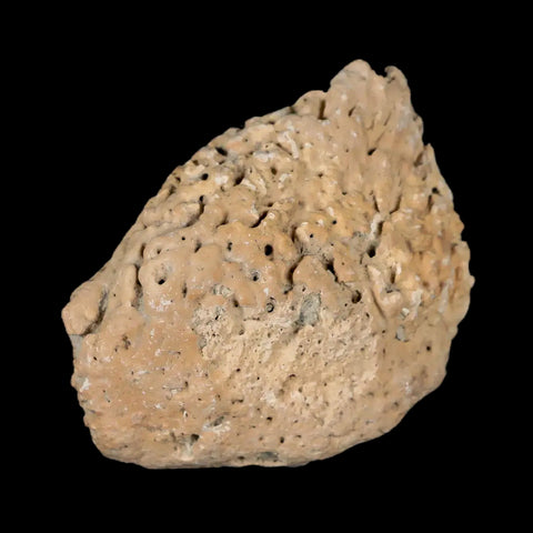 2" Glyptodon Fossil Osteoderm Spike Scute Plate Bony Armor Pleistocene Uruguay COA - Fossil Age Minerals