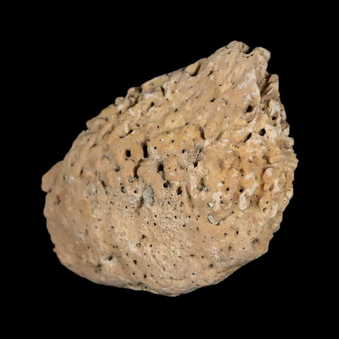 2" Glyptodon Fossil Osteoderm Spike Scute Plate Bony Armor Pleistocene Uruguay COA - Fossil Age Minerals