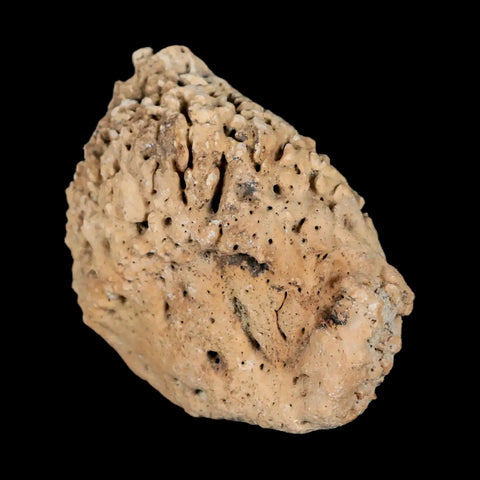 2" Glyptodon Fossil Osteoderm Spike Scute Plate Bony Armor Pleistocene Uruguay COA - Fossil Age Minerals