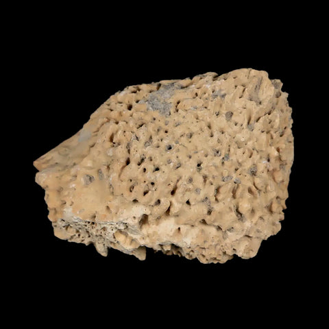 1.9" Glyptodon Fossil Osteoderm Spike Scute Plate Bony Armor Pleistocene Uruguay COA - Fossil Age Minerals