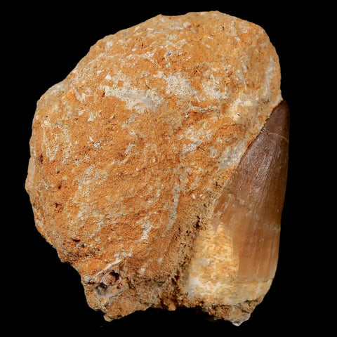 1.8" Mosasaur Prognathodon Fossil Tooth In Matrix Cretaceous Dinosaur Era COA - Fossil Age Minerals