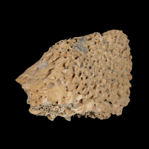 1.9" Glyptodon Fossil Osteoderm Spike Scute Plate Bony Armor Pleistocene Uruguay COA - Fossil Age Minerals