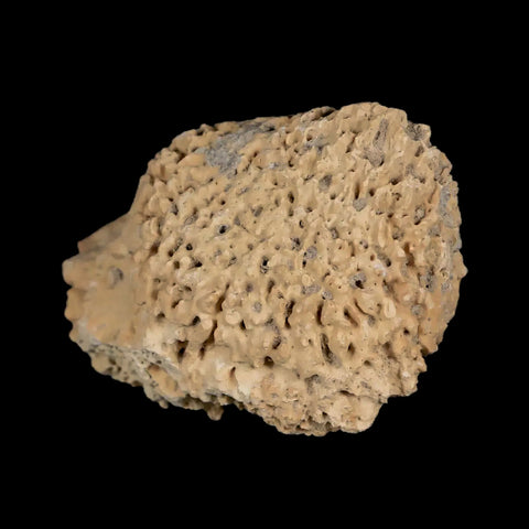 1.9" Glyptodon Fossil Osteoderm Spike Scute Plate Bony Armor Pleistocene Uruguay COA - Fossil Age Minerals