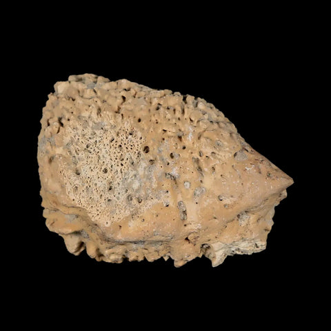 1.9" Glyptodon Fossil Osteoderm Spike Scute Plate Bony Armor Pleistocene Uruguay COA - Fossil Age Minerals