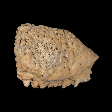 1.9" Glyptodon Fossil Osteoderm Spike Scute Plate Bony Armor Pleistocene Uruguay COA