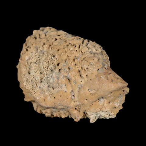 1.9" Glyptodon Fossil Osteoderm Spike Scute Plate Bony Armor Pleistocene Uruguay COA - Fossil Age Minerals