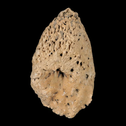 2.5" Glyptodon Fossil Osteoderm Spike Scute Plate Bony Armor Pleistocene Uruguay COA - Fossil Age Minerals