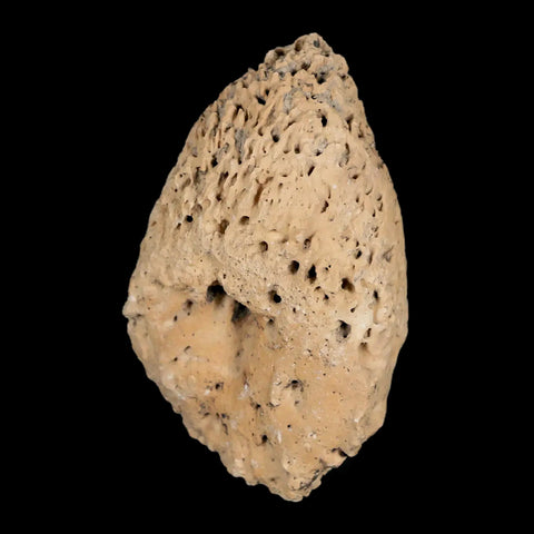 2.5" Glyptodon Fossil Osteoderm Spike Scute Plate Bony Armor Pleistocene Uruguay COA - Fossil Age Minerals