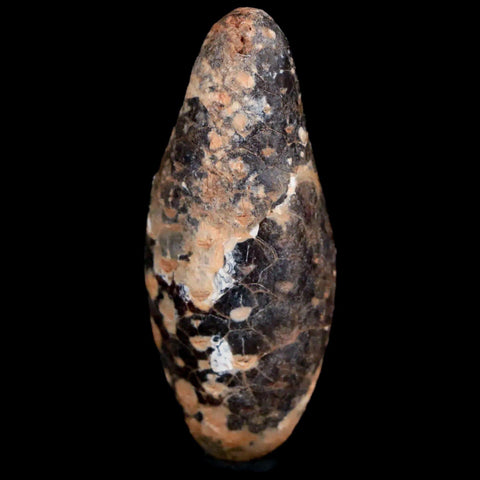 1.9" Fossil Pine Cone Equicalastrobus Replaced By Agate Eocene Age Seeds Fruit - Fossil Age Minerals