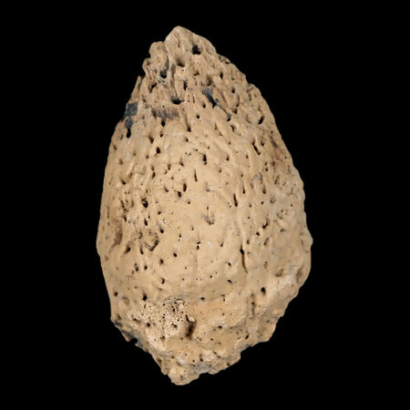 2.5" Glyptodon Fossil Osteoderm Spike Scute Plate Bony Armor Pleistocene Uruguay COA