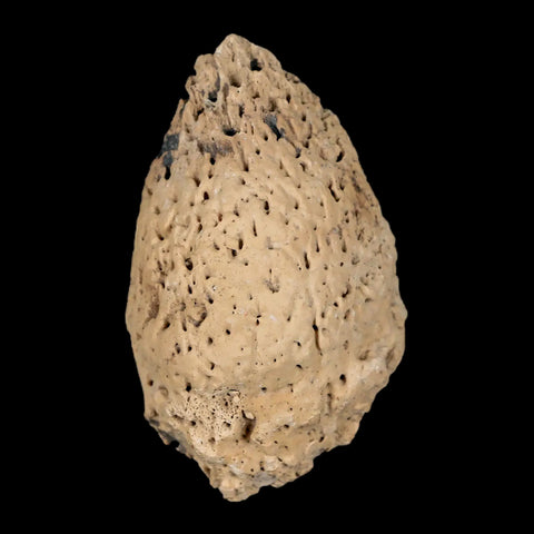 2.5" Glyptodon Fossil Osteoderm Spike Scute Plate Bony Armor Pleistocene Uruguay COA - Fossil Age Minerals