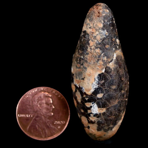 1.9" Fossil Pine Cone Equicalastrobus Replaced By Agate Eocene Age Seeds Fruit - Fossil Age Minerals