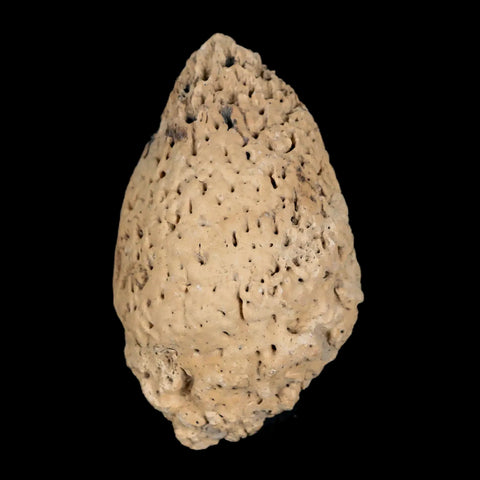 2.5" Glyptodon Fossil Osteoderm Spike Scute Plate Bony Armor Pleistocene Uruguay COA - Fossil Age Minerals