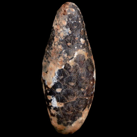 1.9" Fossil Pine Cone Equicalastrobus Replaced By Agate Eocene Age Seeds Fruit - Fossil Age Minerals