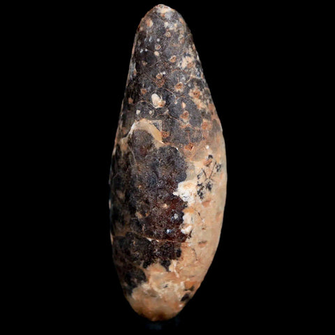 1.9" Fossil Pine Cone Equicalastrobus Replaced By Agate Eocene Age Seeds Fruit - Fossil Age Minerals