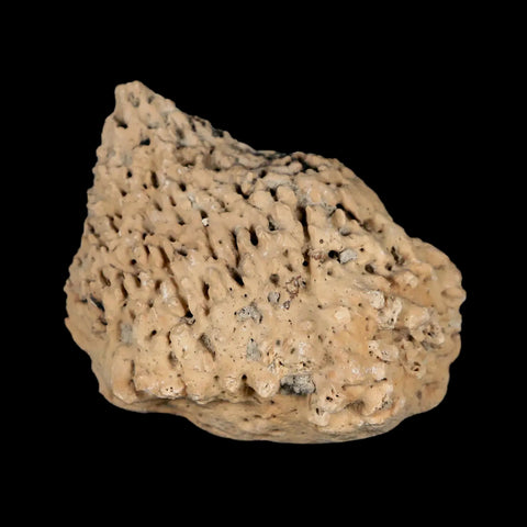 1.8" Glyptodon Fossil Osteoderm Spike Scute Plate Bony Armor Pleistocene Uruguay COA - Fossil Age Minerals