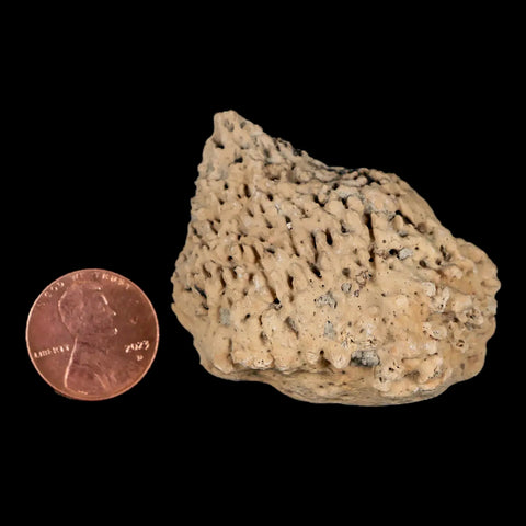 1.8" Glyptodon Fossil Osteoderm Spike Scute Plate Bony Armor Pleistocene Uruguay COA - Fossil Age Minerals