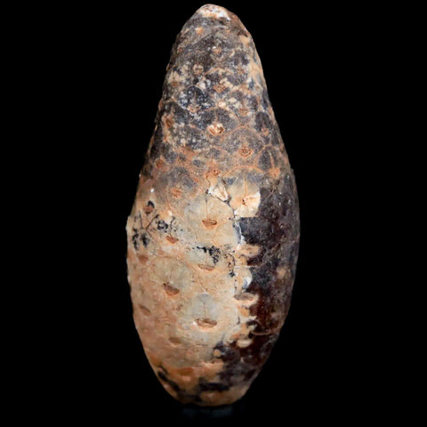 1.9" Fossil Pine Cone Equicalastrobus Replaced By Agate Eocene Age Seeds Fruit - Fossil Age Minerals