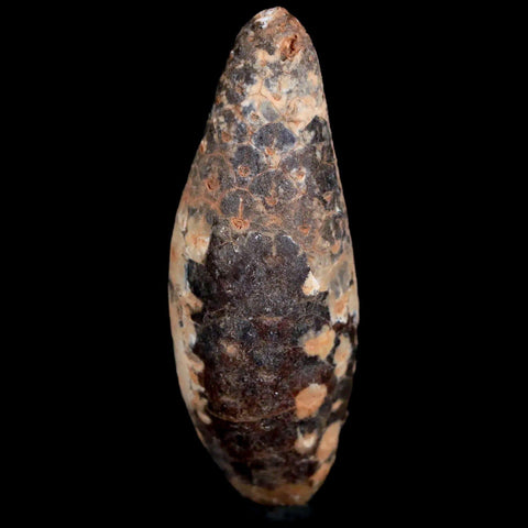 1.9" Fossil Pine Cone Equicalastrobus Replaced By Agate Eocene Age Seeds Fruit - Fossil Age Minerals