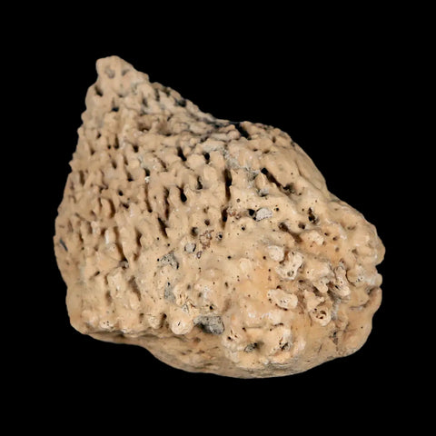 1.8" Glyptodon Fossil Osteoderm Spike Scute Plate Bony Armor Pleistocene Uruguay COA - Fossil Age Minerals