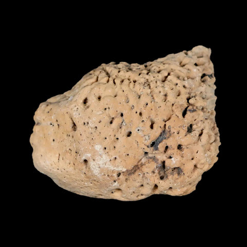 1.8" Glyptodon Fossil Osteoderm Spike Scute Plate Bony Armor Pleistocene Uruguay COA - Fossil Age Minerals