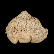 2.2" Glyptodon Fossil Osteoderm Spike Scute Plate Bony Armor Pleistocene Uruguay COA