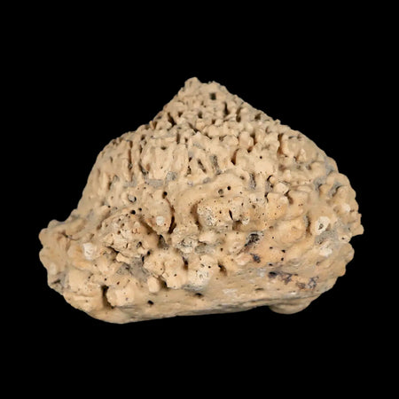 2.2" Glyptodon Fossil Osteoderm Spike Scute Plate Bony Armor Pleistocene Uruguay COA