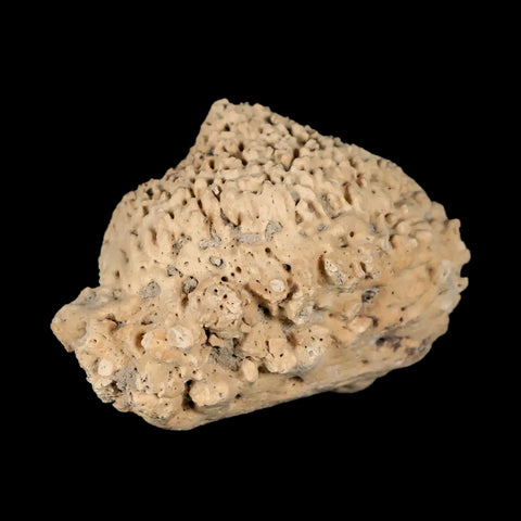 2.2" Glyptodon Fossil Osteoderm Spike Scute Plate Bony Armor Pleistocene Uruguay COA - Fossil Age Minerals