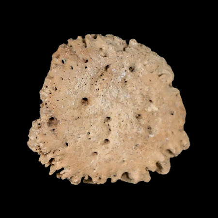 1.7" Glyptodon Fossil Osteoderm Scute Plate Bony Armor Pleistocene Uruguay COA