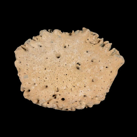 1.9" Glyptodon Fossil Osteoderm Scute Plate Bony Armor Pleistocene Uruguay COA - Fossil Age Minerals