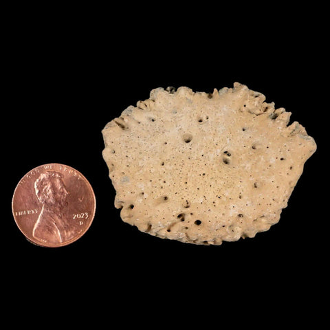 1.9" Glyptodon Fossil Osteoderm Scute Plate Bony Armor Pleistocene Uruguay COA - Fossil Age Minerals