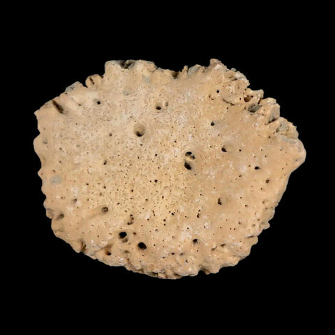 1.9" Glyptodon Fossil Osteoderm Scute Plate Bony Armor Pleistocene Uruguay COA - Fossil Age Minerals