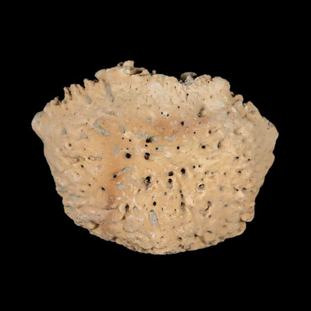 1.9" Glyptodon Fossil Osteoderm Scute Plate Bony Armor Pleistocene Uruguay COA