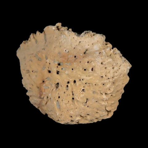 1.9" Glyptodon Fossil Osteoderm Scute Plate Bony Armor Pleistocene Uruguay COA - Fossil Age Minerals