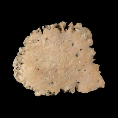 1.6" Glyptodon Fossil Osteoderm Scute Plate Bony Armor Pleistocene Uruguay COA - Fossil Age Minerals