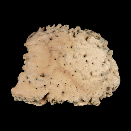 1.6" Glyptodon Fossil Osteoderm Scute Plate Bony Armor Pleistocene Uruguay COA