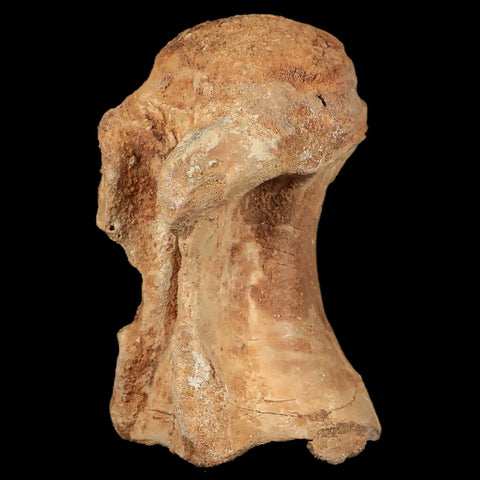 4.5" Rare Spinosaurus Vertebrae Process Fossil Bone Cretaceous Dinosaur Age COA - Fossil Age Minerals