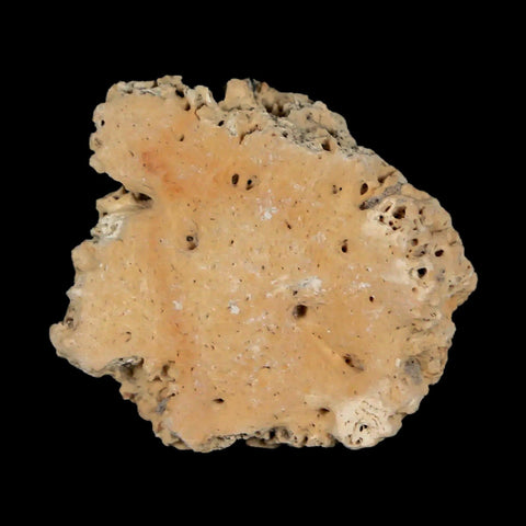 1.3" Glyptodon Fossil Osteoderm Scute Plate Bony Armor Pleistocene Uruguay COA - Fossil Age Minerals