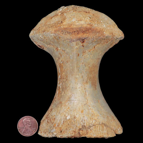4.4" Rare Spinosaurus Vertebrae Process Fossil Bone Cretaceous Dinosaur Age COA - Fossil Age Minerals
