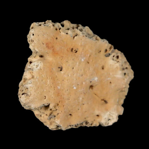 1.3" Glyptodon Fossil Osteoderm Scute Plate Bony Armor Pleistocene Uruguay COA - Fossil Age Minerals