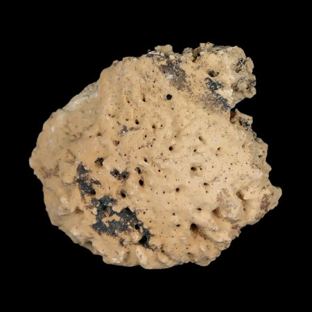 1.3" Glyptodon Fossil Osteoderm Scute Plate Bony Armor Pleistocene Uruguay COA