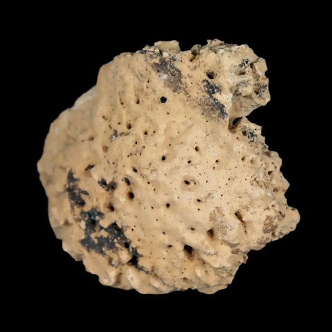 1.3" Glyptodon Fossil Osteoderm Scute Plate Bony Armor Pleistocene Uruguay COA - Fossil Age Minerals