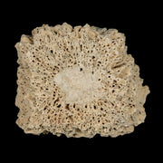 1.8" Glyptodon Fossil Osteoderm Scute Plate Bony Armor Pleistocene Uruguay COA