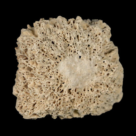 1.8" Glyptodon Fossil Osteoderm Scute Plate Bony Armor Pleistocene Uruguay COA