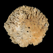 3" Glyptodon Fossil Osteoderm Scute Plate Bony Armor Pleistocene Uruguay COA