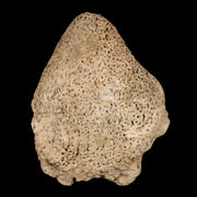 3.4" Glyptodon Fossil Osteoderm Scute Spike Plate Bony Armor Pleistocene Uruguay COA